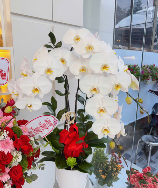 Hình ảnh khai trương CS2